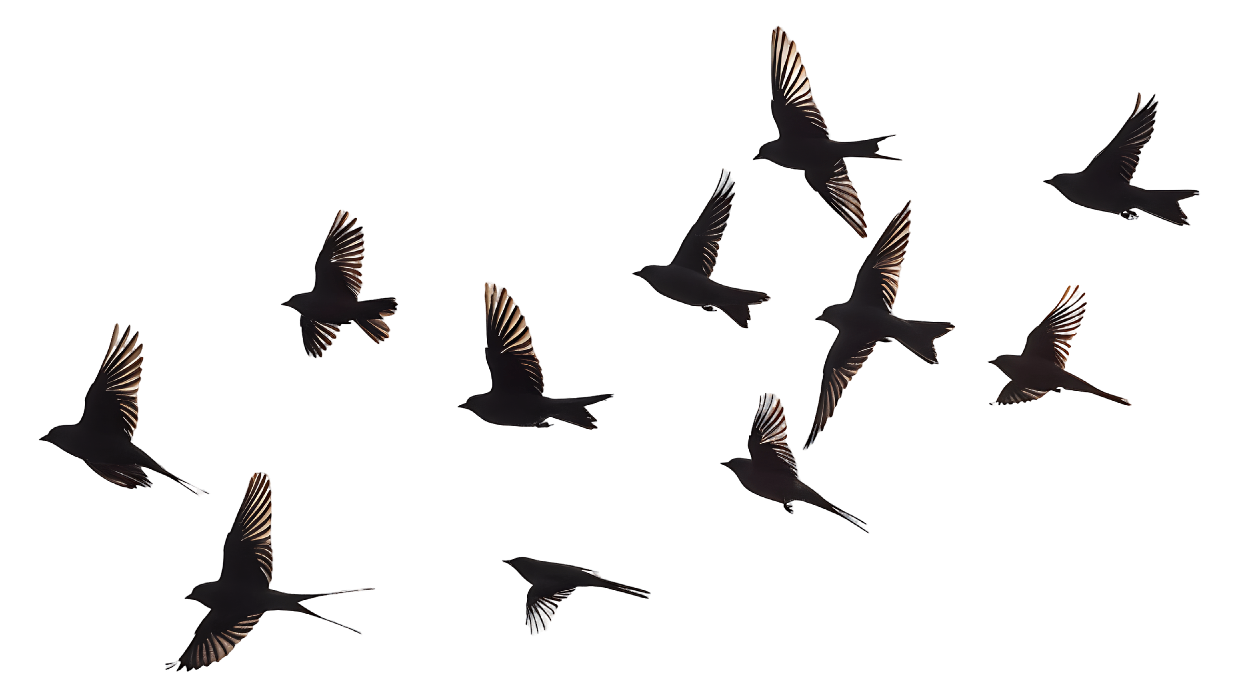 Cut out flock of birds flying